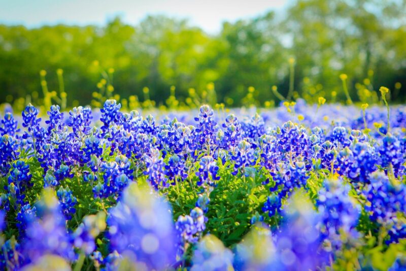 Ảnh đẹp Hình nền Bluebonnet