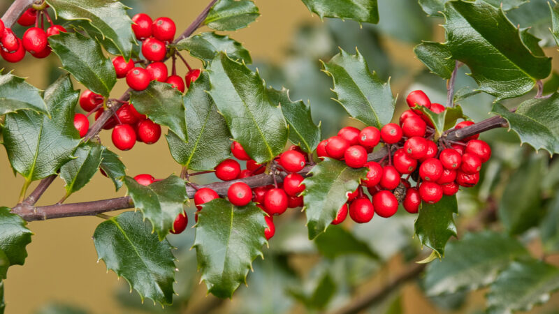 Ảnh đẹp Hình nền cây Holly