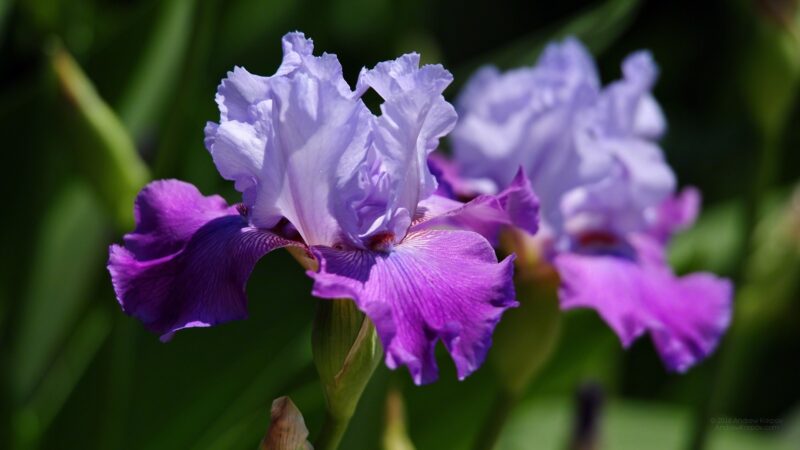 Ảnh đẹp Hình nền Iris