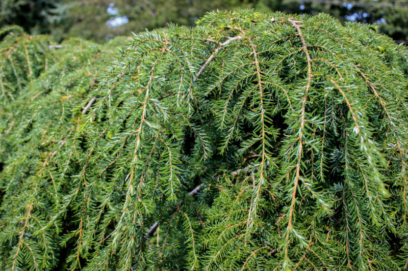 Ảnh đẹp Hình nền cây Hemlock