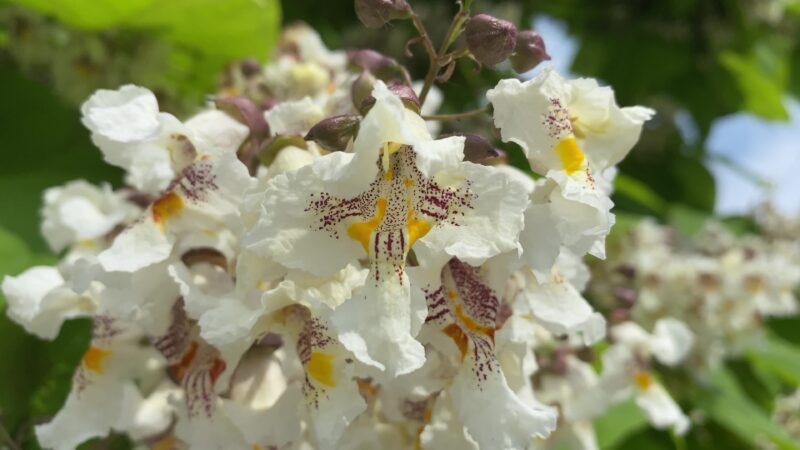 Ảnh đẹp Hình nền Catalpa