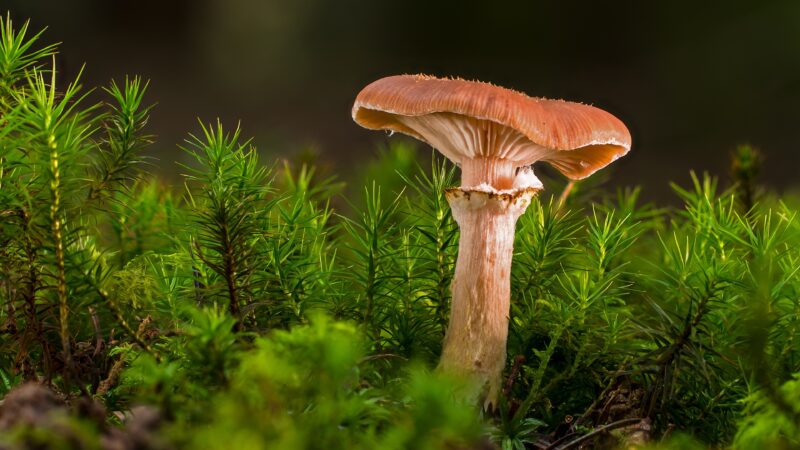 Ảnh đẹp Hình nền Amanita Phalloides