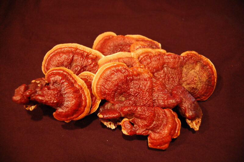 Ảnh đẹp Hình nền nấm Reishi